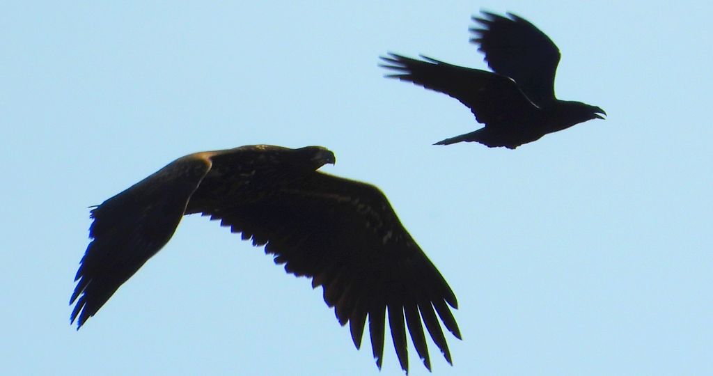 Bielik, orzeł bielik, birkut (Haliaeetus albicilla)