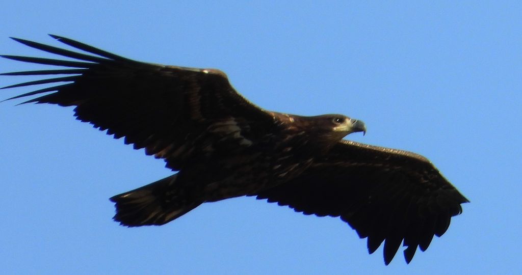 Bielik, orzeł bielik, birkut (Haliaeetus albicilla)