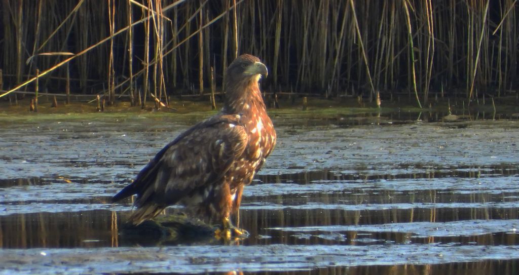Bielik, orzeł bielik, birkut (Haliaeetus albicilla)