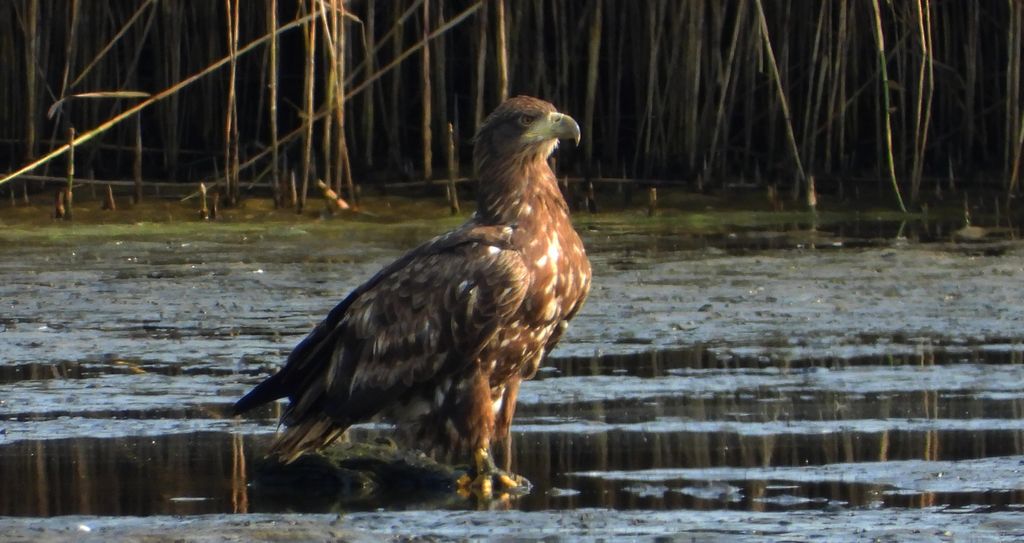Bielik, orzeł bielik, birkut (Haliaeetus albicilla)