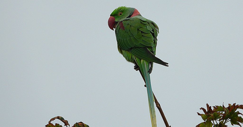 Aleksandretta większa (Psittacula eupatria)
