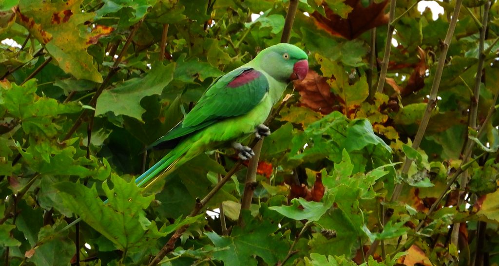 Aleksandretta większa (Psittacula eupatria)