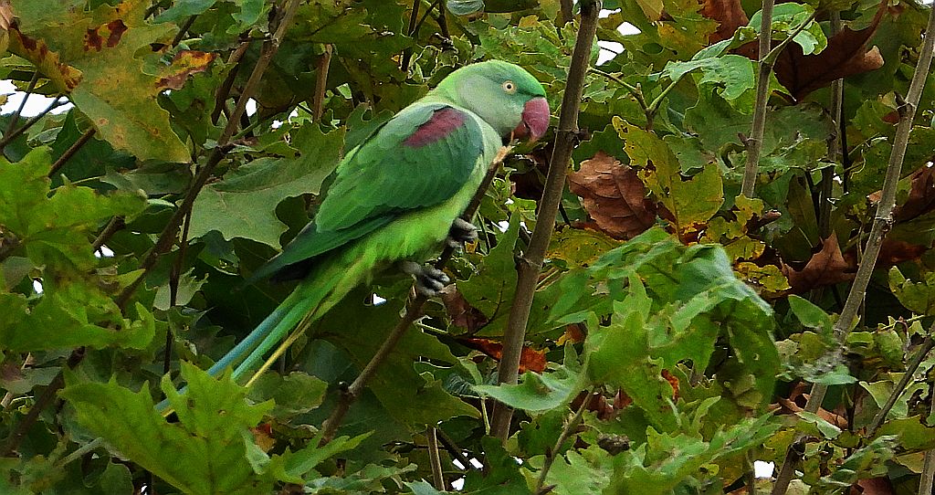 Aleksandretta większa (Psittacula eupatria)