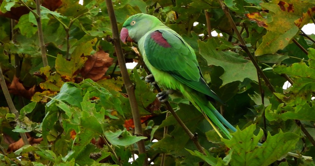 Aleksandretta większa (Psittacula eupatria)