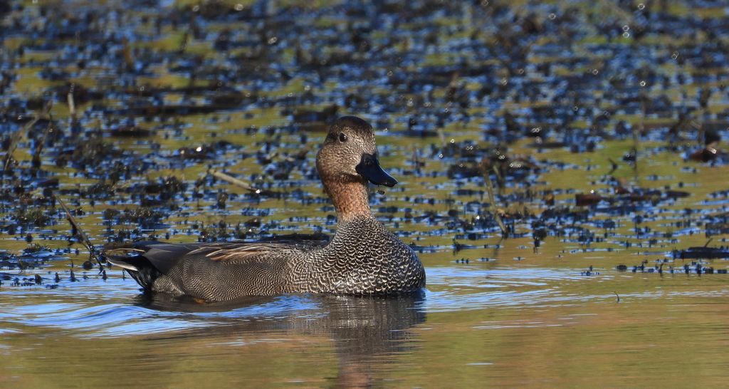 Krakwa, kaczka krakwa (Mareca strepera)