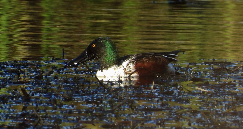 Płaskonos zwyczajny, płaskonos (Spatula clypeata)