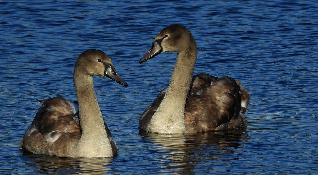 Łabędź niemy (Cygnus olor)
