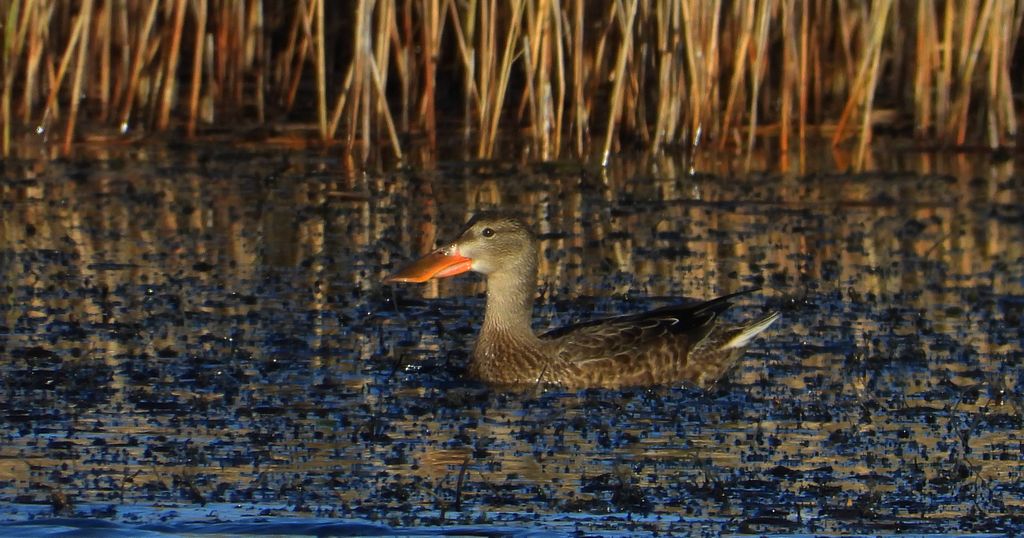 Płaskonos zwyczajny, płaskonos (Spatula clypeata)