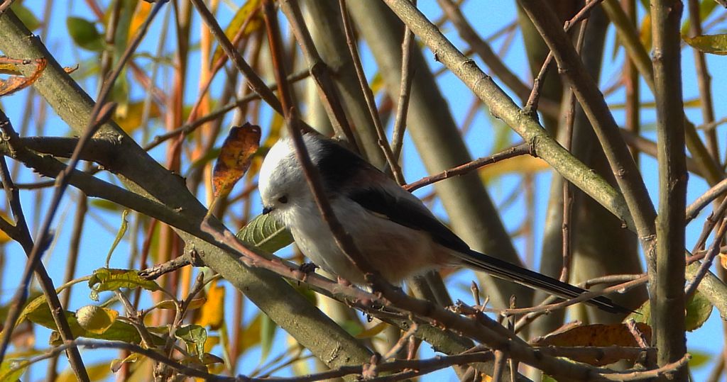 Raniuszek zwyczajny, raniuszek (Aegithalos caudatus)