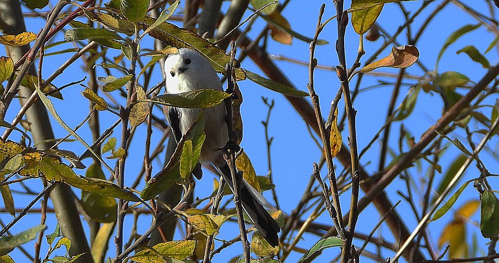 Raniuszek zwyczajny, raniuszek (Aegithalos caudatus)