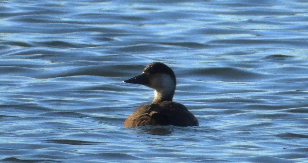 Markaczka zwyczajna, markaczka (Melanitta nigra)