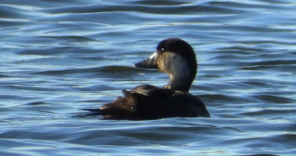 Markaczka zwyczajna, markaczka (Melanitta nigra)