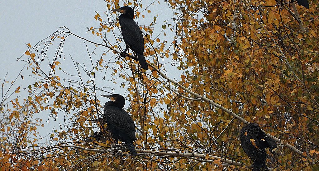 Kormoran zwyczajny, kormoran, kormoran czarny (Phalacrocorax carbo)
