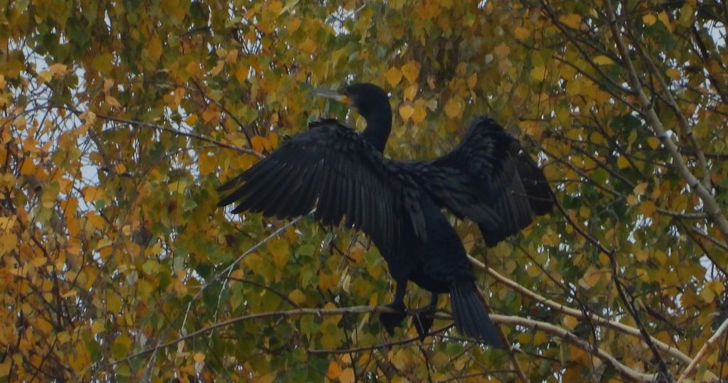 Kormoran zwyczajny, kormoran, kormoran czarny (Phalacrocorax carbo)