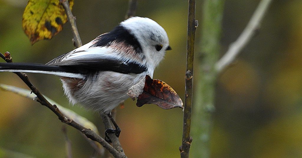 Raniuszek zwyczajny, raniuszek (Aegithalos caudatus)