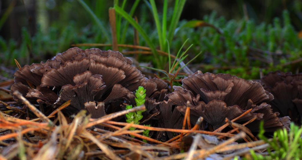 Chropiatka lejkowata (Thelephora caryophyllea)