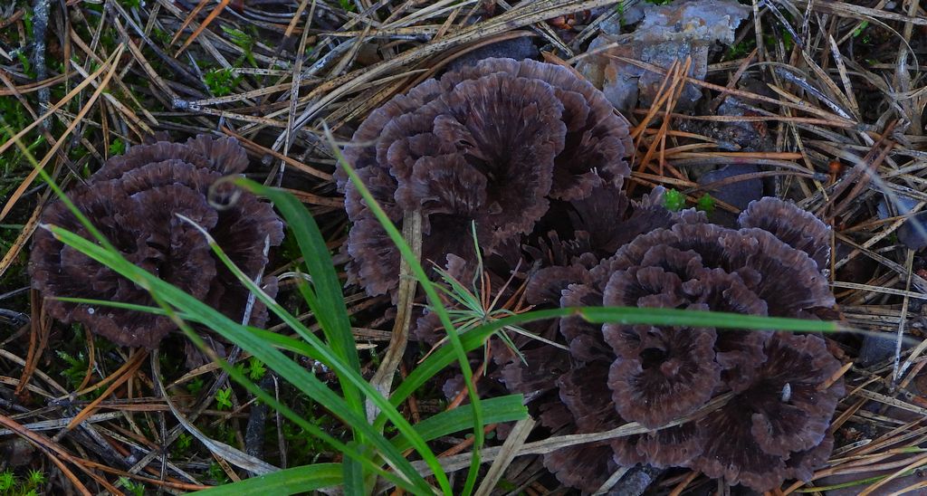 Chropiatka lejkowata (Thelephora caryophyllea)