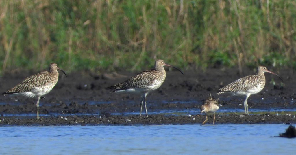 Kulik wielki (Numenius arquata)