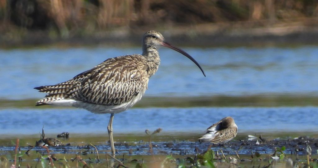 Kulik wielki (Numenius arquata)