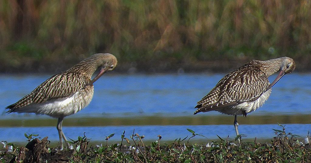 Kulik wielki (Numenius arquata)