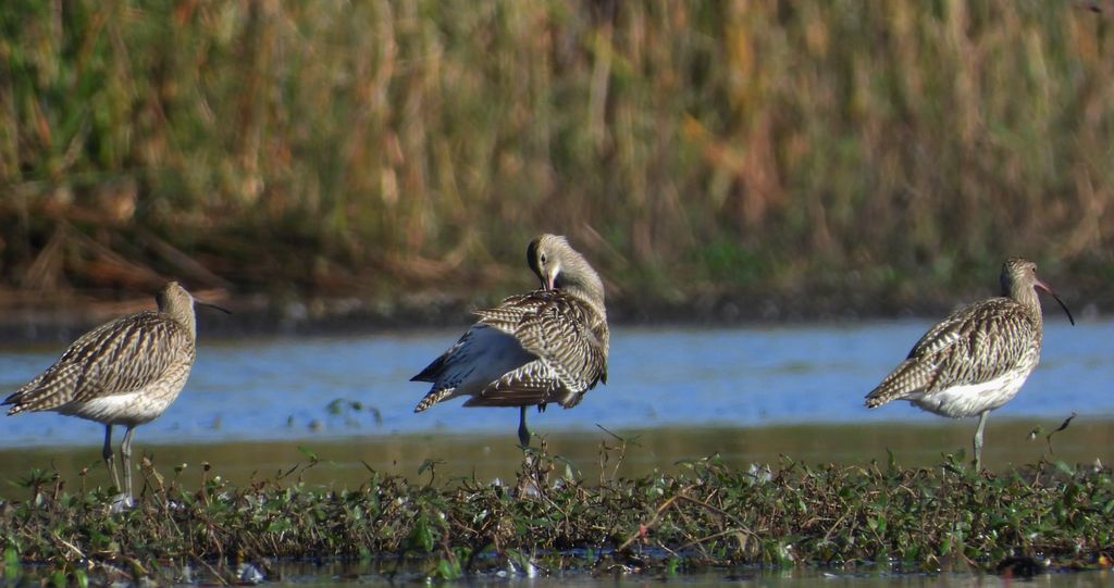 Kulik wielki (Numenius arquata)
