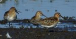 Biegus zmienny (Calidris alpina)