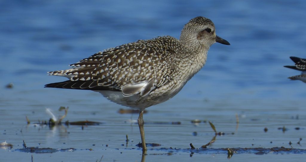 Siewnica (Pluvialis squatarola)