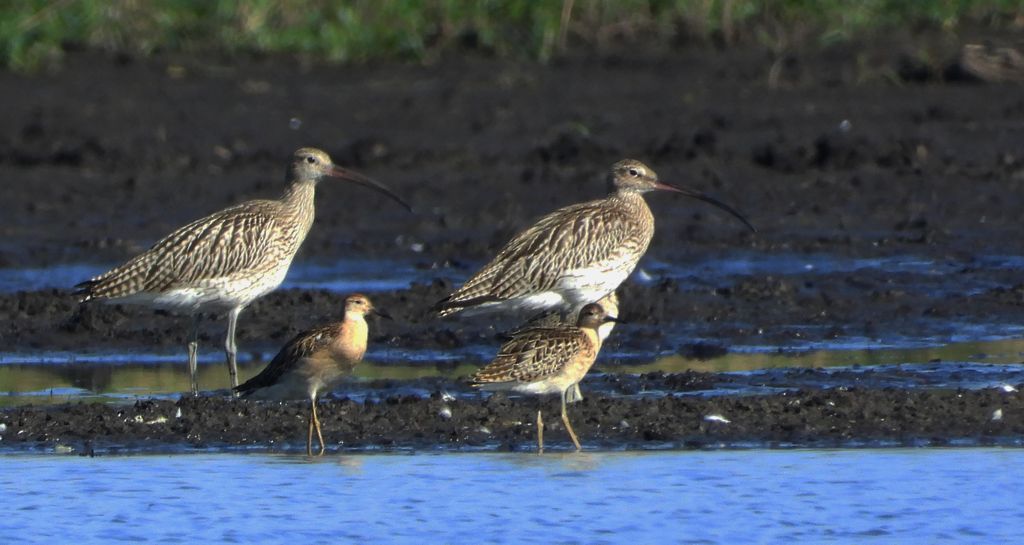 Kulik wielki (Numenius arquata) i batalion, bojownik batalion, bojownik zmienny, biegus bojownik, bojownik odmienny (Calidris pugnax)