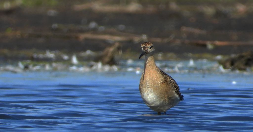 Batalion, bojownik batalion, bojownik zmienny, biegus bojownik, bojownik odmienny (Calidris pugnax)