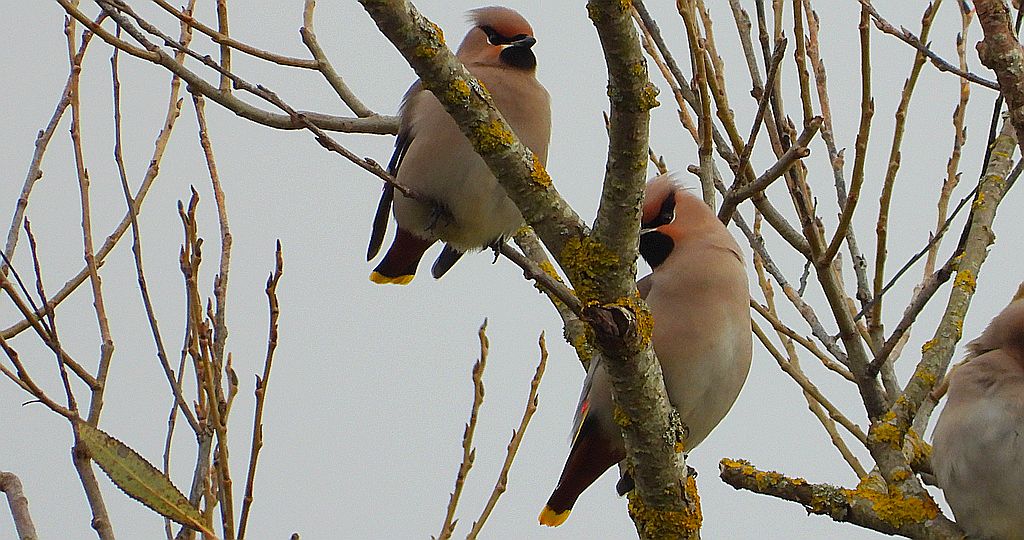 Jemiołuszka zwyczajna, jemiołuszka, jemiołucha (Bombycilla garrulus)
