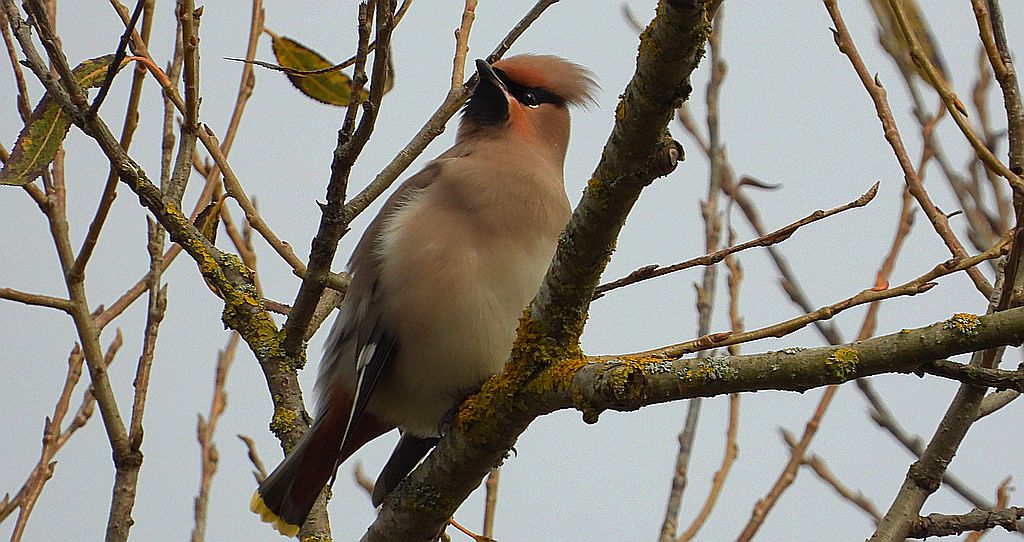 Jemiołuszka zwyczajna, jemiołuszka, jemiołucha (Bombycilla garrulus)