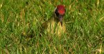 Dzięcioł zielony (Picus viridis)