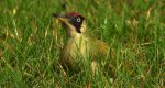 Dzięcioł zielony (Picus viridis)