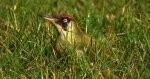 Dzięcioł zielony (Picus viridis)
