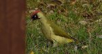 Dzięcioł zielony (Picus viridis)