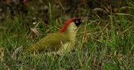 Dzięcioł zielony (Picus viridis)