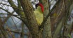 Dzięcioł zielony (Picus viridis)