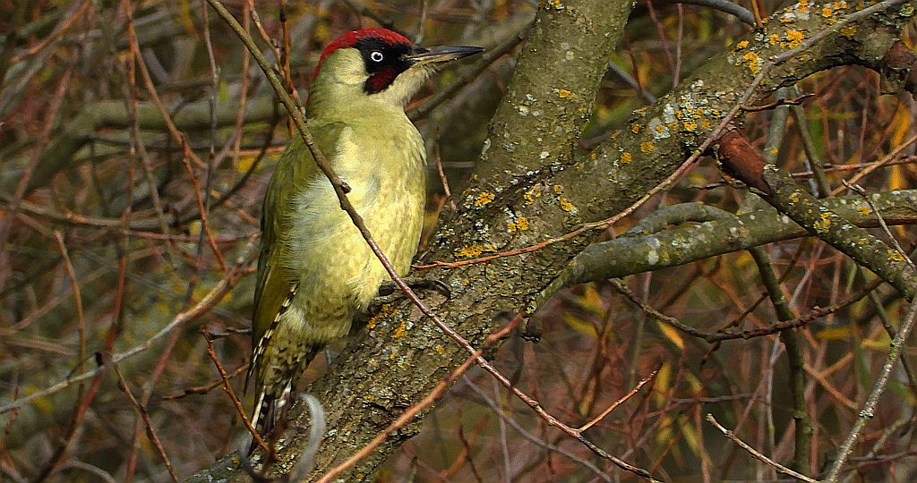 Dzięcioł zielony (Picus viridis)