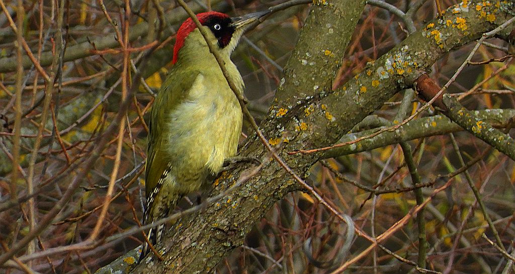 Dzięcioł zielony (Picus viridis)
