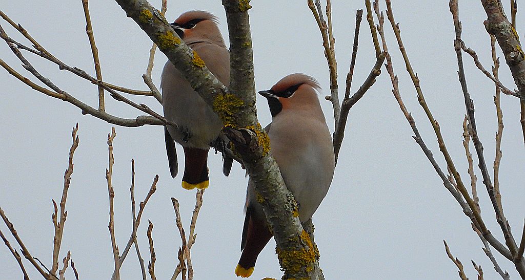 Jemiołuszka zwyczajna, jemiołuszka, jemiołucha (Bombycilla garrulus)