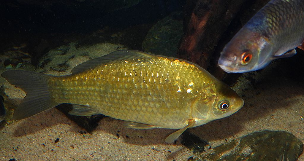 Karaś pospolity, karaś (Carassius carassius)