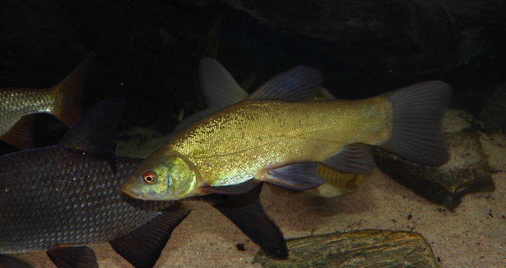 Lin (Tinca tinca)
