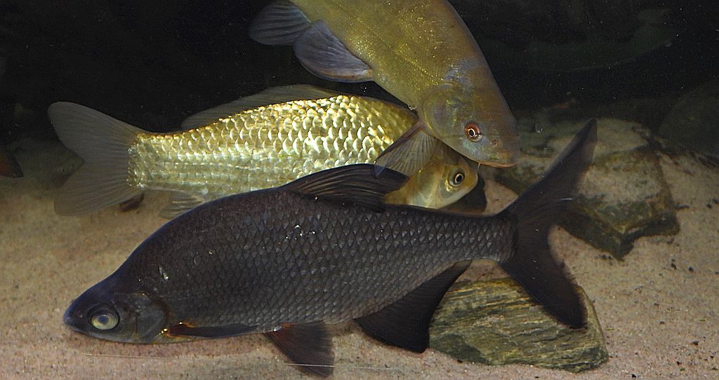 Leszcz (Abramis brama)