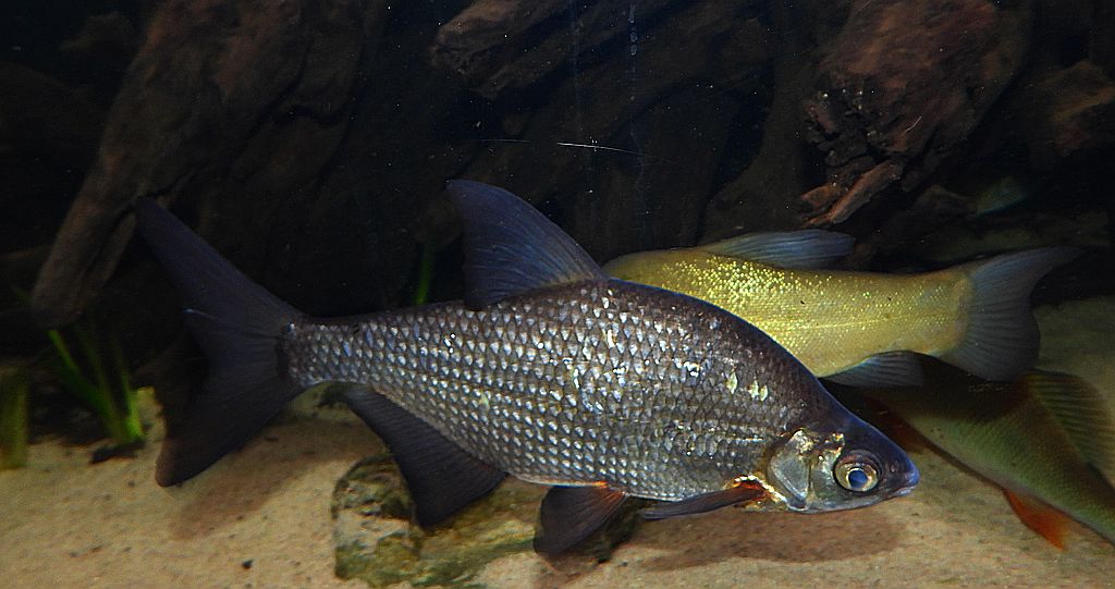 Leszcz (Abramis brama)