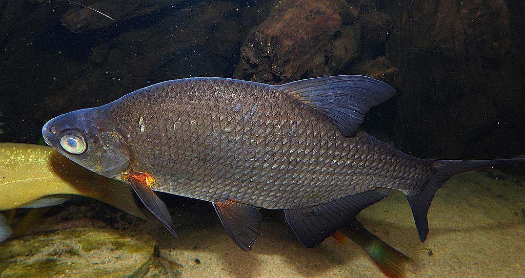 Leszcz (Abramis brama)