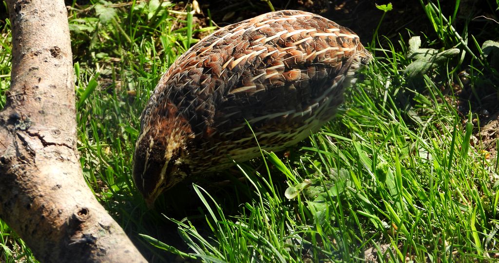 Przepiórka zwyczajna, przepiórka (Coturnix coturnix)