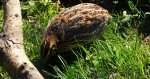 Przepiórka zwyczajna, przepiórka (Coturnix coturnix)
