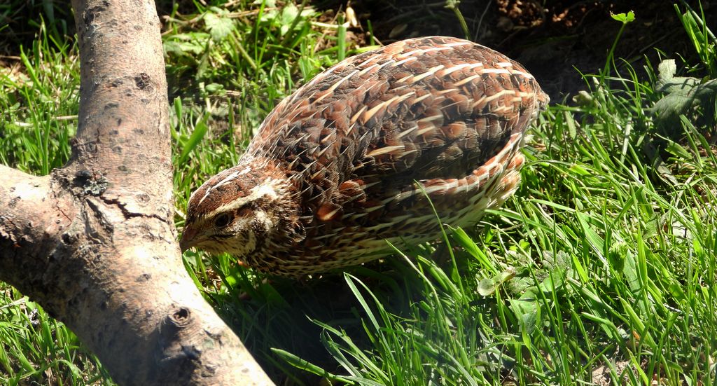 Przepiórka zwyczajna, przepiórka (Coturnix coturnix)