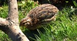 Przepiórka zwyczajna, przepiórka (Coturnix coturnix)
