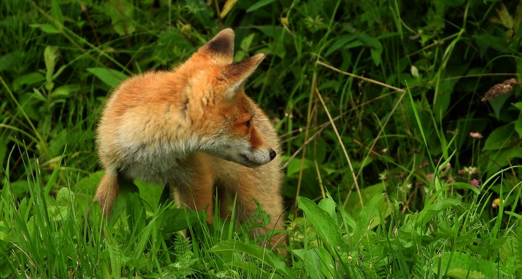 Lis rudy, lis pospolity (Vulpes vulpes)